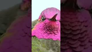 Anna's Hummingbird Call #shorts #bird #nature #sound #shortsvideo #shortsfeed #shortsviral