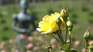 かのやばら祭り2018春 開催前日