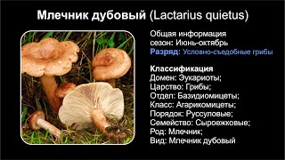 Млечник дубовый (Lactarius quietus)