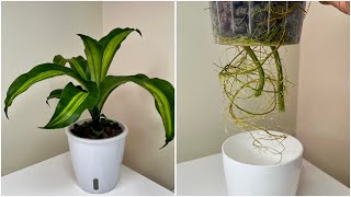 How To ROOT a Dracaena Fragrans or Corn Plant or Fortune Plant in Water? 140 DAY