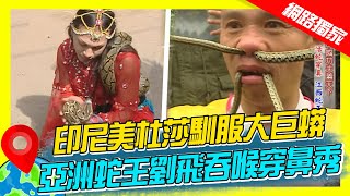 【世界毒蛇展】亞洲第一蛇王劉飛吞喉穿鼻秀 印尼美杜莎馴服巨蟒、眼鏡蛇｜《世界第一等》濃縮精華版 #世界該去哪