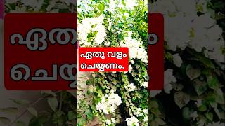 ചെടികൾ നന്നായി പൂക്കാൻ ഏതു വളം ചെയ്യാം