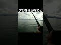 アジを泳がせるとイカが釣れる！？ 釣り アオリイカ