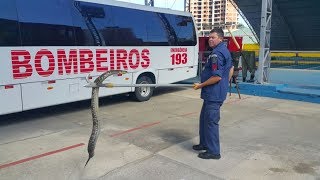 Cobra venenosa é encontrada na rua Uruguai, em Itajaí