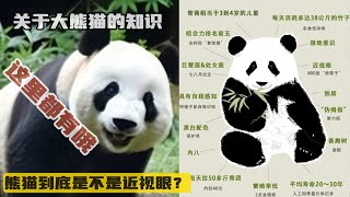 Read all the cool facts about pandas in one go