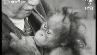 Dr. Brandes feeds baby chimpanzee at Dresden (1928)