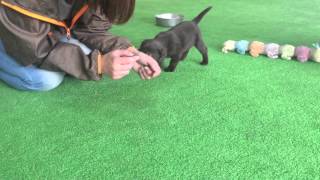 ラブラドールレトリバー　チョコレート色　子犬　社会性【日本で唯一のチョコラブ・黒ラブ専門犬舎 Mother Planet Kennel】