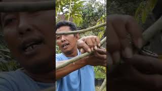 cara pruning pohon durian