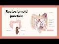 rectosigmoid junction