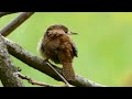 house wren song call sounds bird