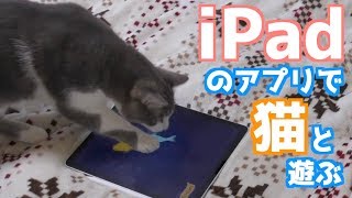 iPadのアプリで猫と遊ぼう！