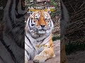 东北“金渐层”太可爱啦 美姬流口水了晚上加餐 中国 shorts tiger animals news 搞笑 老虎 动物 长春