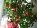 indoor miniature orange plant with abundant oranges grown for several years