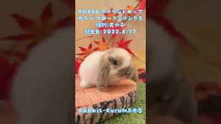 うさぎベビーちゃん🐰✨【和泉本店】　#shorts