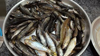 रात्री नदीला हाताने मळे मासे पकडले | Indian Tribal Traditional Night Fish Catching | Fish Recipe