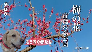 梅の花の季節になりました！