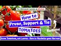 Tomato Growing Tips - How to Prune Tomato Plants (inc Supporting and Tying) Single Stem Method #110