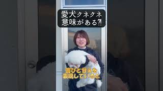 【犬種ビション】わんちゃんがクネクネする意味知ってる？#shorts