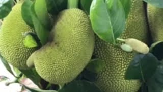 നിറയെ കായ്കൾ... Jackfruit..