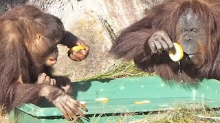 ゆず湯(ジュリー、チェリア、キキ、ロキ)・オランウータン