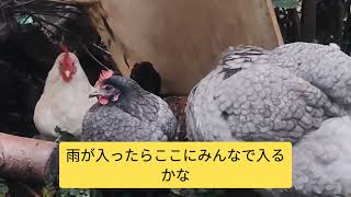 【鶏日記】太陽がなくて寒い冬の毎日#にわとりこ #にわとり #coq #hens #hens #poules #ニワトリ #雄鶏 #鶏 #鶏日記 #卵 #庭