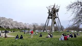 京都府八幡市 背割堤さくら 2022