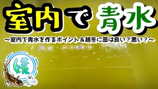 室内で青水！グリーンウォーターにする方法＆越冬に藁は良い？悪い？他【媛めだか/メダカ飼育Q＆A】