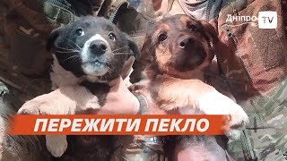 🐕‍🦺 Врятовані з Часового Яру: військові вивезли цуценят і шукають їм родину