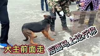 犬主前面走，后面马上论斤称，狗市里交易不可告人的秘密