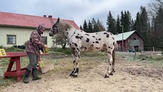 horse collects the word welcome from letters, лошадь собирает слово велком из букв