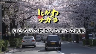 しながわのチカラ　かむろ坂の桜を守る新たな挑戦