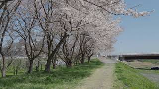 東北桜紀行　大河原町　白石川堤　一目千本桜　2024/04/15  b23