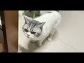 还是想让你们看看，这是我的猫～这是我的猫！