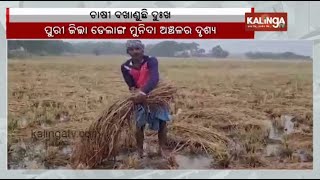 Farmers in distress as unseasonal rains damage crops in Pipili || Kalinga TV