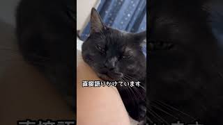 腕枕してたら心に直接語りかけてきた #cat #猫 #shorts