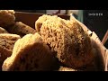 how america s largest natural sponge processor cleans 1 million sponges a year business insider