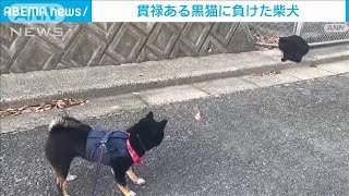 猫の貫禄に負けた柴犬　大きく迂回して家までダッシュ！(2023年4月12日)