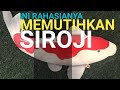 Cara Memutihkan Siroji Ikan Koi