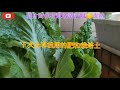 91 我把小白菜種成大白菜