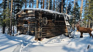 ЖИВУ В ИЗБУШКЕ  ! ОХОТА НА ОЛЕНЯ С ПОДХОДА ! ЖИЗНЬ В ТАЙГЕ . ДОБЫТЬ МЯСО НА ГОД НЕ ТАК ПРОСТО !