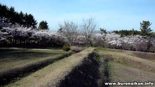 自作ステディカムブレない君四稜郭の桜　DIY Steadycam Burenaikun Sakura