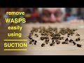 How To Remove Wasps Easily ● Using Suction ( without getting stung once ! )