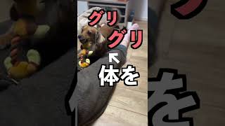 犬にこの行動をされたら大好きと言われてます。 #shorts