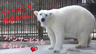 【しろくまピース】プールが無い日はウォーキング頑張るピースちゃん♪　2022/2/6　とべ動物園