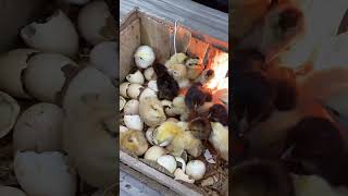 Amazing Chicks Hatching in wooden box