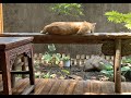 “大叔和貓Uncle chen and cats”正在直播！#cat