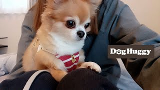 チワワのリリーちゃん【DogHuggy お預かり動画‎´•ﻌ•`🐾】