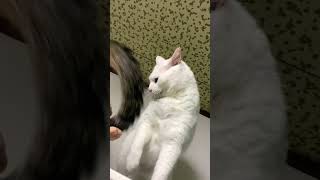 いつものじゃれ合いからケンカに変わる猫 #ねこ #cat #cute