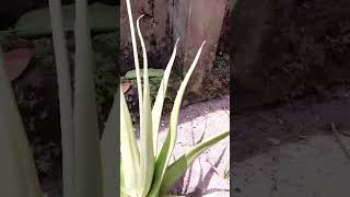 കറ്റാര്‍ വാഴ തഴച്ചു വളരാന്‍ ഈസി ടിപ്സ്/How to grow alovera #easy tips