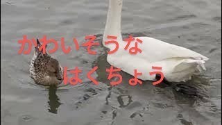 新潟県 瓢湖 の白鳥の悲哀